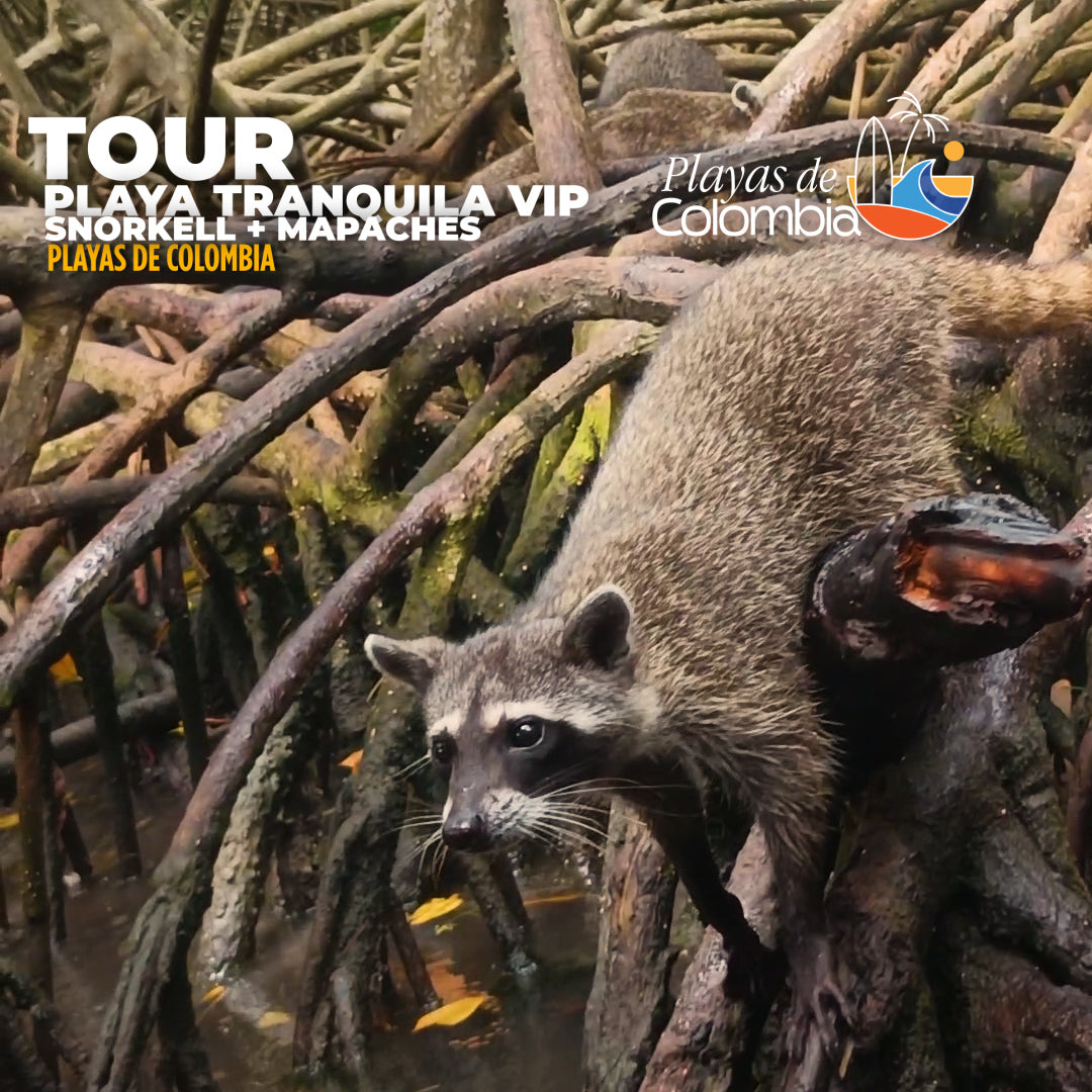 📍TOUR PLAYA TRANQUILA VIP CARTAGENA+MAPACHES+ SNORKELING +ALMUERZO+ CÓCTEL+ CAFÉ+ TRASLADOS