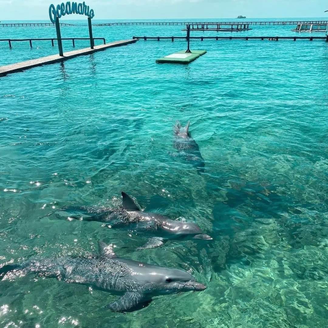 📍 TOUR ISLAS DEL ROSARIO VIP + BARÚ + PLANCTON LUMINOSO + SNORKELING 🌴🌊✨