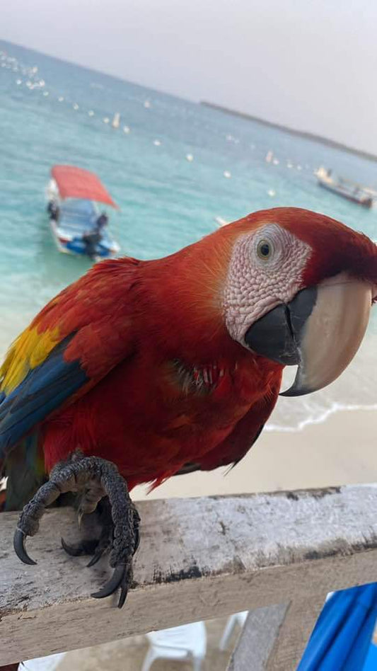 BARÚ PLAYA BLANCA + OCÉANARIO+ AVIARIO 🇨🇴