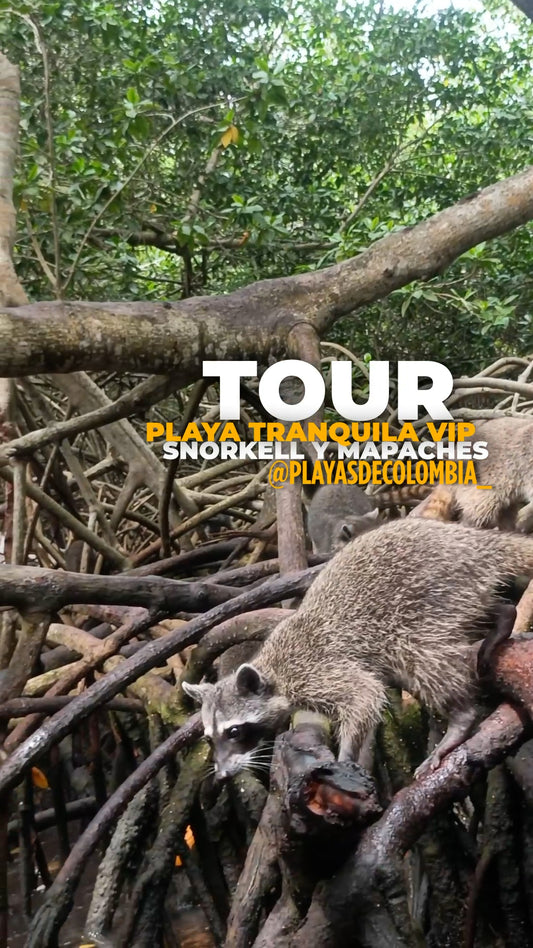 📍TOUR PLAYA TRANQUILA VIP CARTAGENA+MAPACHES+ SNORKELING +ALMUERZO+ CÓCTEL+ CAFÉ+ TRASLADOS