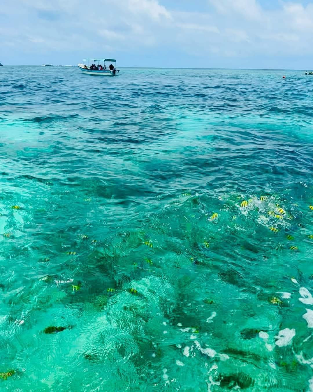 COMBO BARÚ+ ISLAS+ OCEANARIO+TARDECITA EN BOTE DEPORTIVO DE LUJO CON OPEN BAR