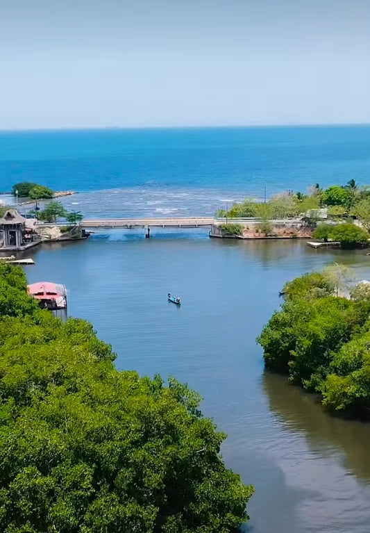 TOUR ECOLÓGICO CIÉNAGA LA CAIMANERA • DESDE COVEÑAS 🇨🇴
