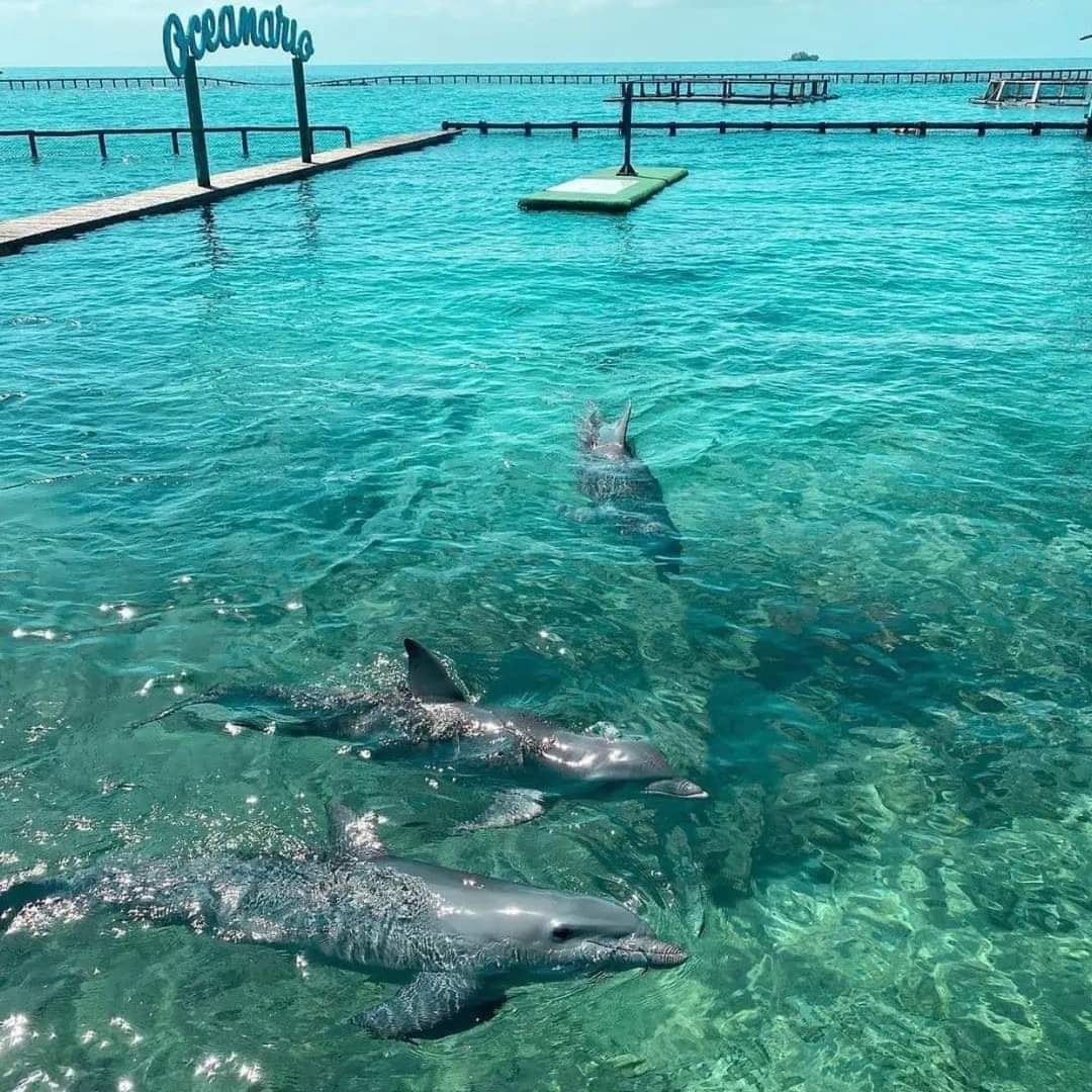 📍Combo Tour Islas del Rosario VIP con snorkeling + oceanario + plancton luminoso 🇨🇴