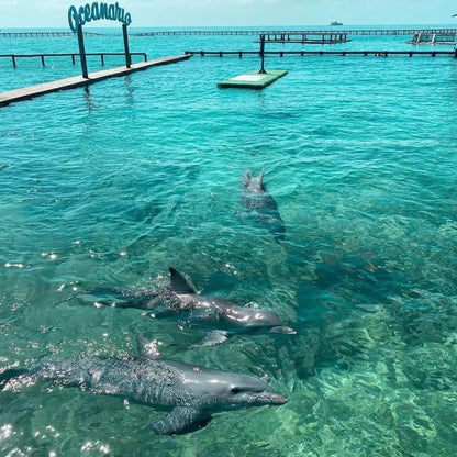 📍 TOUR ISLAS DEL ROSARIO VIP + BARÚ + PLANCTON LUMINOSO + SNORKELING 🌴🌊✨