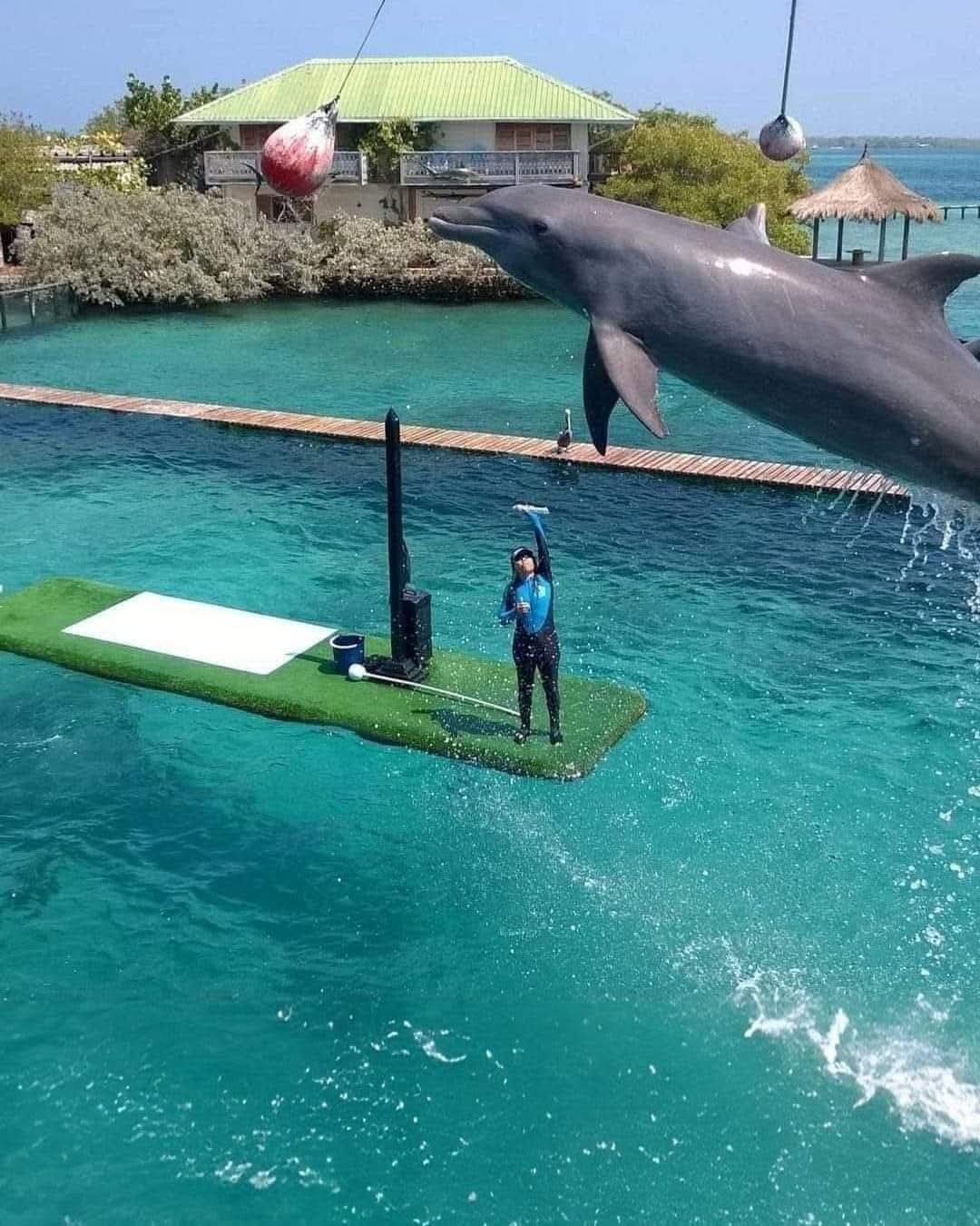 COMBO BARÚ+ ISLAS+ OCEANARIO+TARDECITA EN BOTE DEPORTIVO DE LUJO CON OPEN BAR