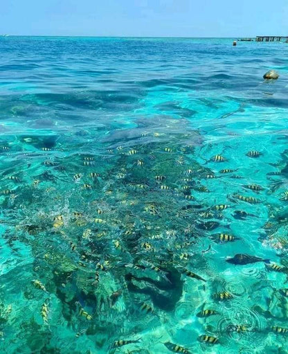 📍 TOUR ISLAS DEL ROSARIO VIP + BARÚ + PLANCTON LUMINOSO + SNORKELING 🌴🌊✨